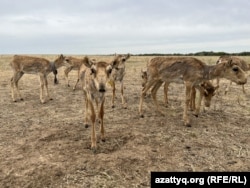 Киік төлі. Батыс Қазақстан облысы, 28 маусым, 2023 жыл. Үкімет киік санын "реттеу" процесін бастағанға дейін, Қазақстан түз жануарын қамқорлыққа алып, қорғаған. 1999 жылдан бері елде киік атуға (ғылыми мақсатта пайдаланудан басқа) салынған тыйым алты рет ұзартылған